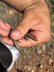 Plestiodon callicephalus