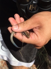 Plestiodon callicephalus