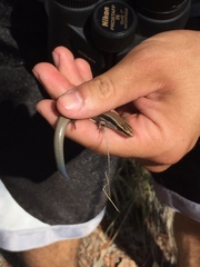 Plestiodon callicephalus