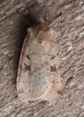 Diarsia esurialis