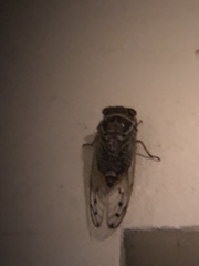 Diceroprocta marevagans