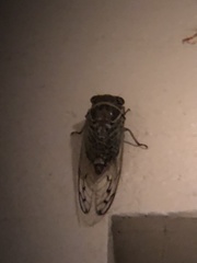 Diceroprocta marevagans