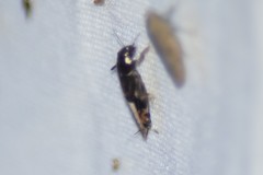 Neotridactylus