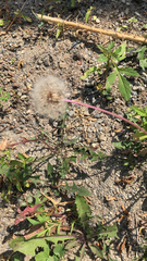 Taraxacum