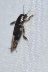 Neotridactylus