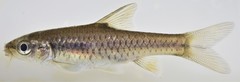 Enteromius radiatus