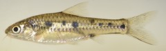 Enteromius lineomaculatus