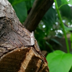 Lepidoptera