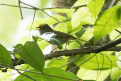 Tunchiornis ochraceiceps