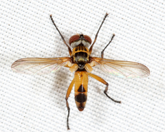 Xanthomelanodes flavipes