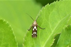 Eretmocera impactella