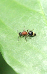 Promecilla decora