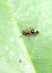 Promecilla decora