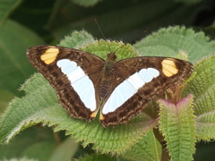 Adelpha serpa