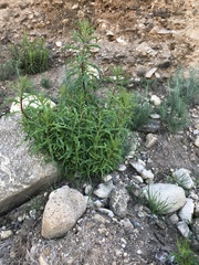 Ambrosia ambrosioides