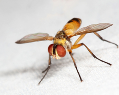 Xanthomelanodes flavipes