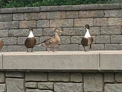 Anas platyrhynchos domesticus