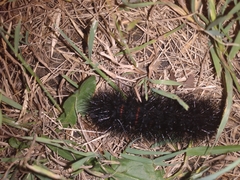 Hypercompe scribonia