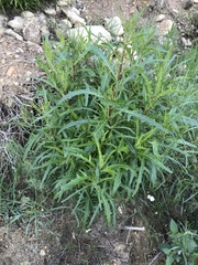 Ambrosia ambrosioides