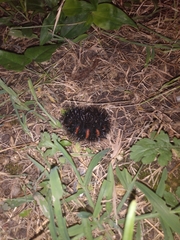 Hypercompe scribonia