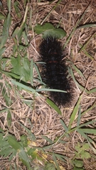 Hypercompe scribonia