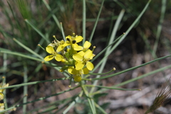 Erysimum repandum