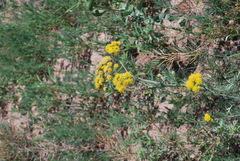 Hymenopappus flavescens