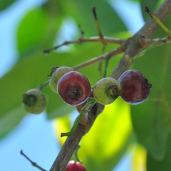 Syzygium polyanthum