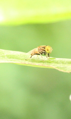 Eristalinus quinquestriatus