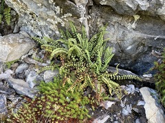 Asplenium adulterinum