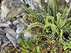 Asplenium adulterinum