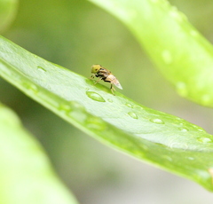 Eristalinus quinquestriatus