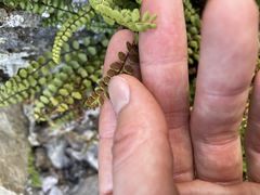 Asplenium adulterinum