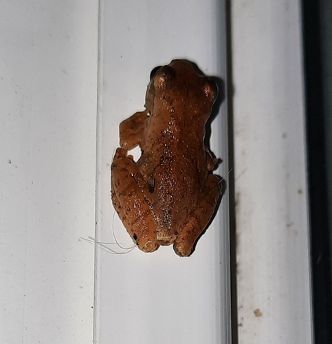 Spring Peeper photographed in Ohio