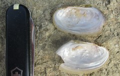 Potamilus fragilis