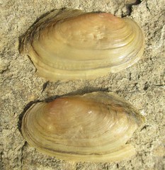 Potamilus fragilis
