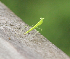Tropidomantis gressitti