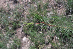 Asclepias engelmanniana