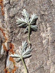 Potentilla pseudosericea