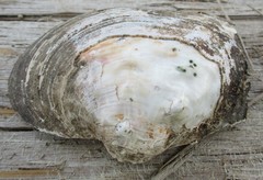 Arcidens confragosus