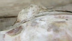 Arcidens confragosus