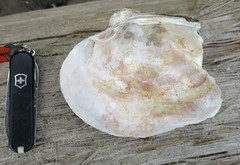 Arcidens confragosus