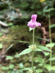 Stachys mexicana