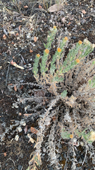 Heterotheca hirsuta