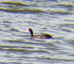 Fulica americana