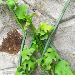 Cissus quadrangularis