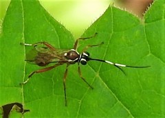 Ischnus inquisitorius