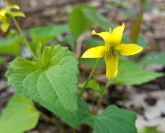 Viola pubescens
