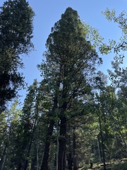 Pseudotsuga menziesii glauca