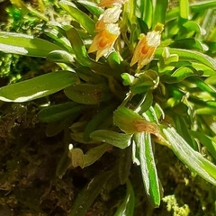 Image of Specklinia alajuelensis
